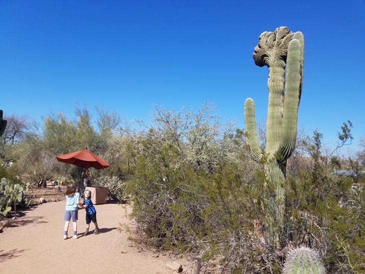 Desert Botancial Garden, Phoenix, Arizona, February 16, 2020