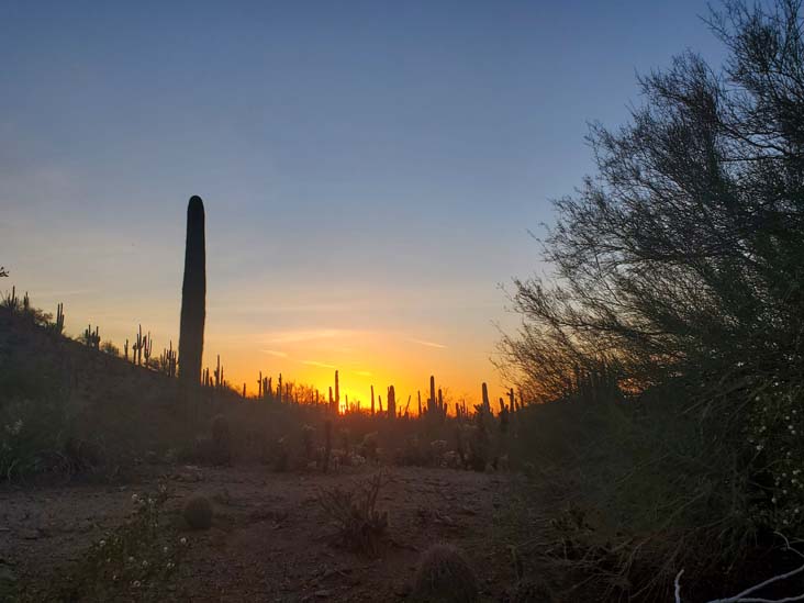 Desert Botancial Garden, Phoenix, Arizona, February 19, 2025