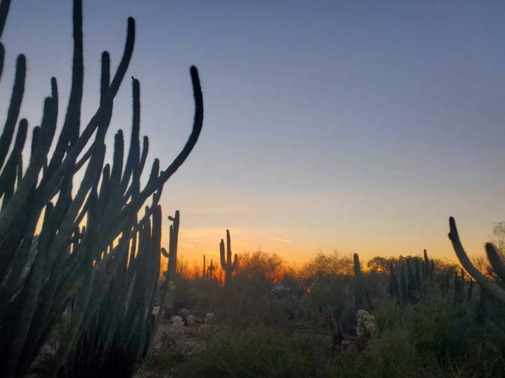 Desert Botancial Garden, Phoenix, Arizona, February 19, 2025