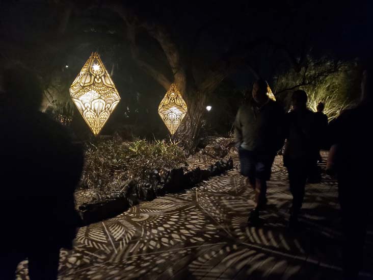 Light Bloom, Desert Botancial Garden, Phoenix, Arizona, February 19, 2025