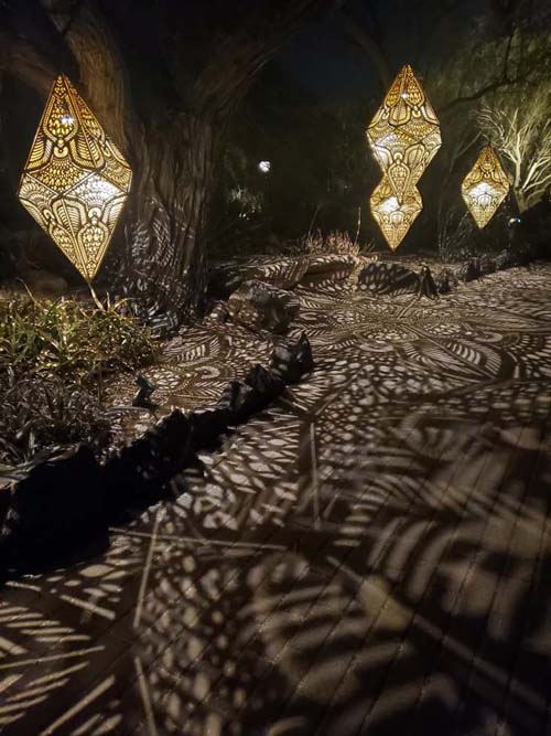 Light Bloom, Desert Botancial Garden, Phoenix, Arizona, February 19, 2025