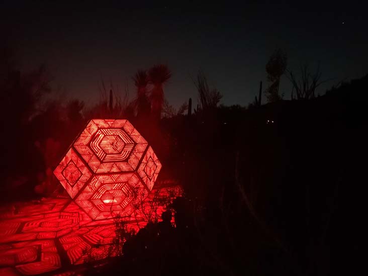 Light Bloom, Desert Botancial Garden, Phoenix, Arizona, February 19, 2025