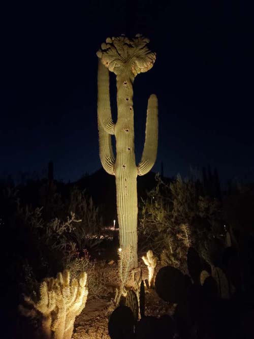 Desert Botancial Garden, Phoenix, Arizona, February 19, 2025