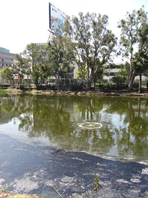 La Brea Tar Pits, Hancock Park, Los Angeles, California