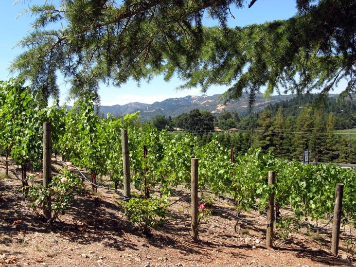 Vineyards, St. Clement Vineyards, 2867 St. Helena Highway North, St. Helena, California