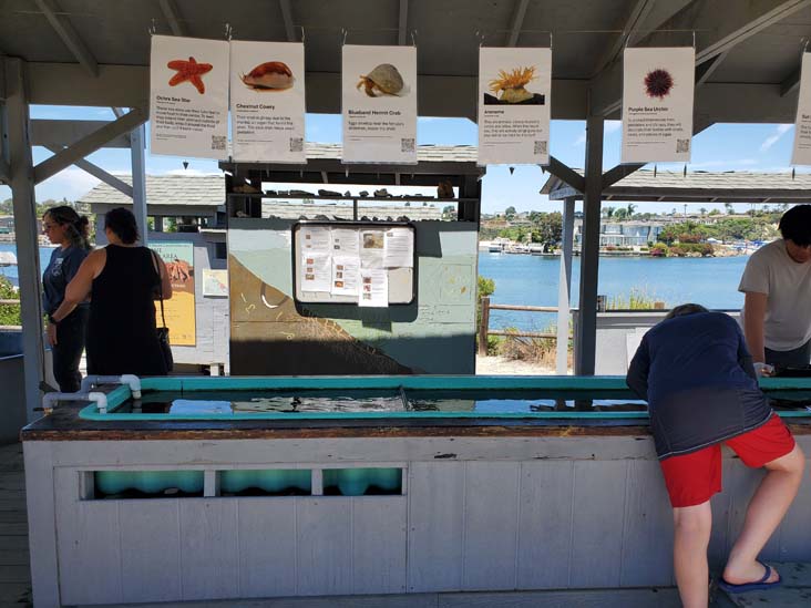 Touch Tank, Back Bay Science Center, Newport Beach, California, August 4, 2024