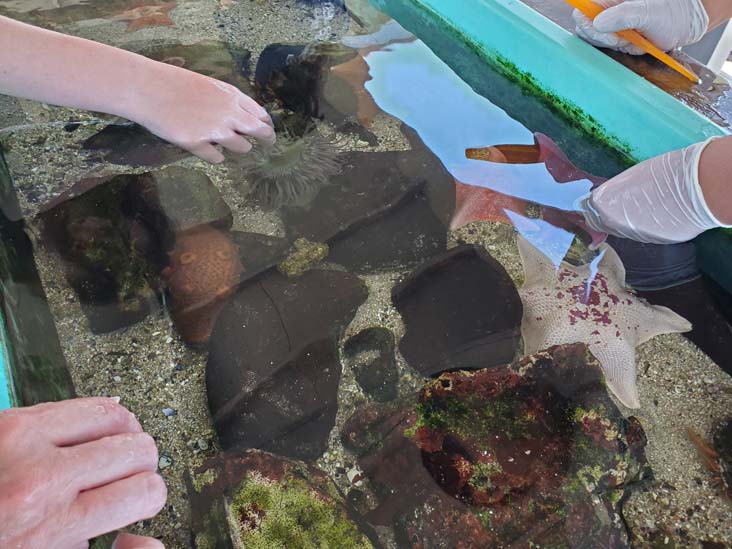 Touch Tank, Back Bay Science Center, Newport Beach, California, August 4, 2024