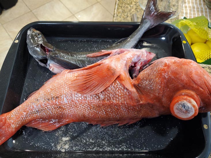 Rock Cod and Black Cod, Newport Beach, California, August 2, 2024