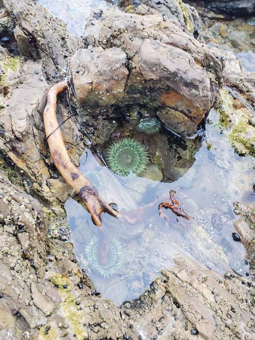 Sea Anemones, Little Corona del Mar Beach, Corona del Mar, California, August 1, 2024