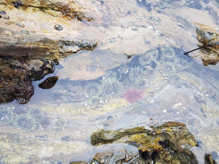 Sea Anemones, Little Corona del Mar Beach, Corona del Mar, California, August 1, 2024