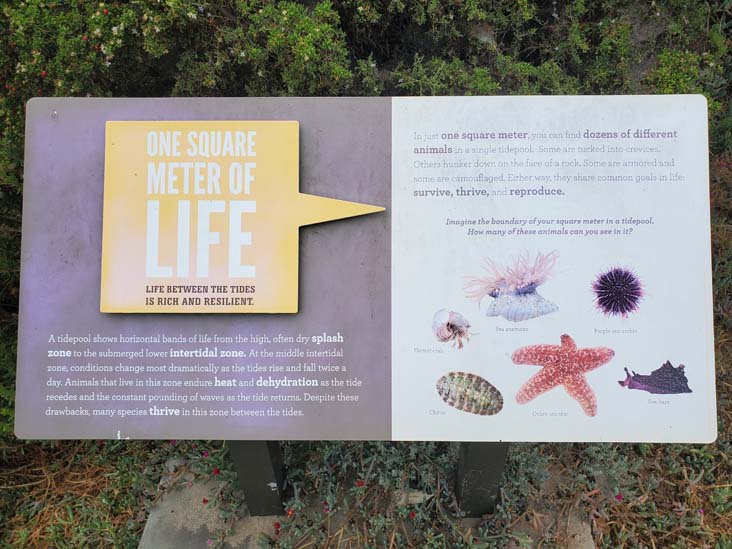 Tidepool Interpretive Sign, Little Corona del Mar Beach, Corona del Mar, California, August 1, 2024