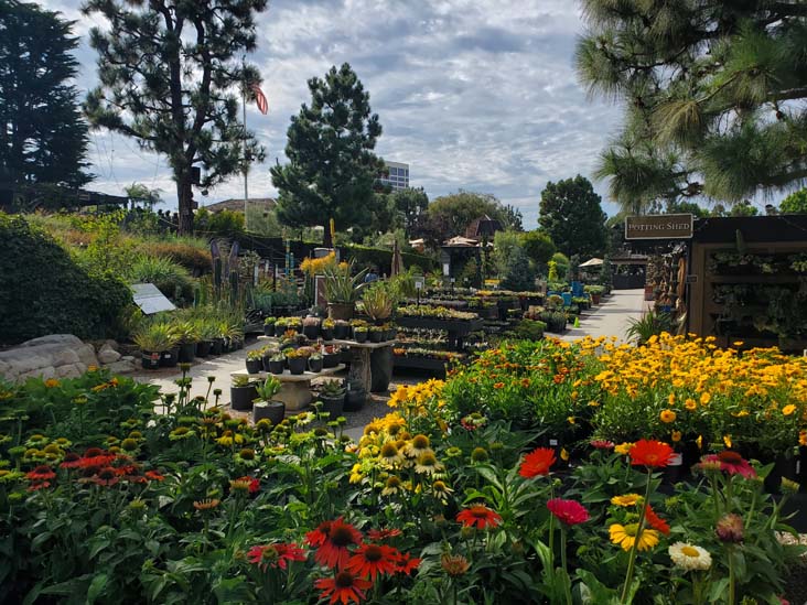 Roger's Gardens, 2301 San Joaquin Hills Road, Corona Del Mar, California, August 8, 2023