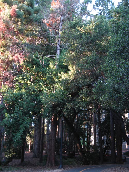 Grinnell Natural Area, University of California-Berkeley, Berkeley, California
