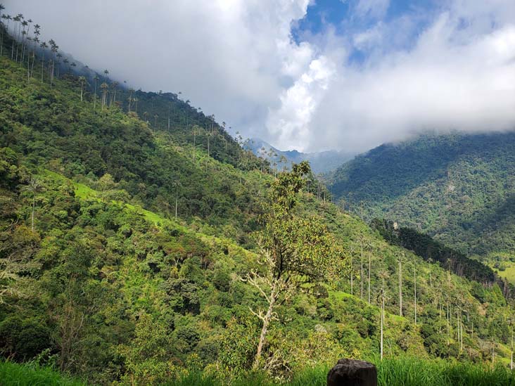 Valle de Cocora/Cocora Valley, Quindío, Colombia, July 16, 2022