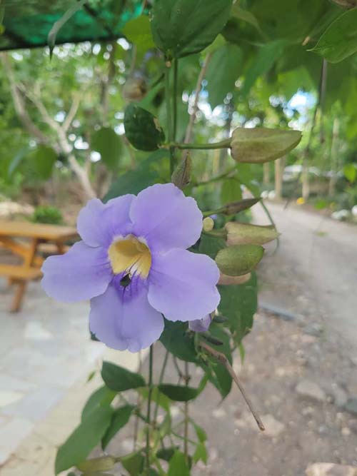 Termales de Santa Teresa, Ahuachapán, El Salvador, August 10, 2024