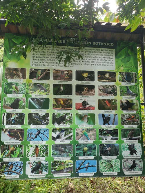 Birds of Jardín Botánico La Laguna, San Salvador, El Salvador, August 16, 2024