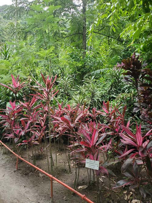 Cordyline Fruticosa, Jardín Botánico La Laguna, San Salvador, El Salvador, August 16, 2024