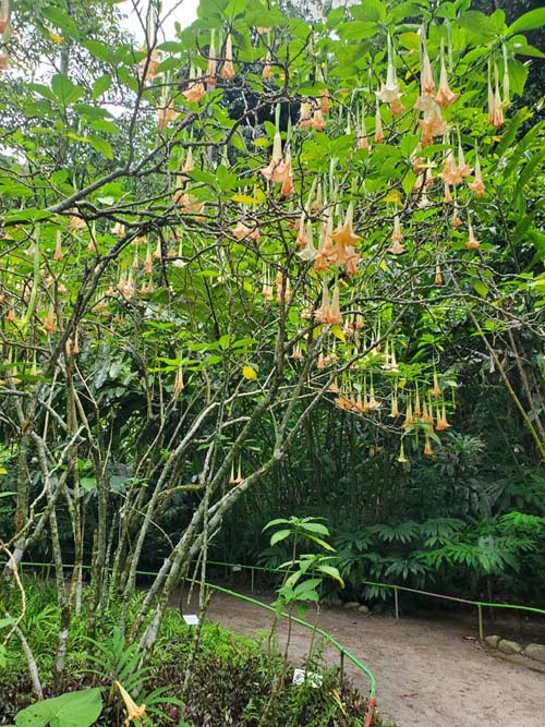 Jardín Botánico La Laguna, San Salvador, El Salvador, August 16, 2024