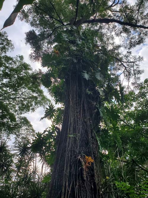 Jardín Botánico La Laguna, San Salvador, El Salvador, August 16, 2024