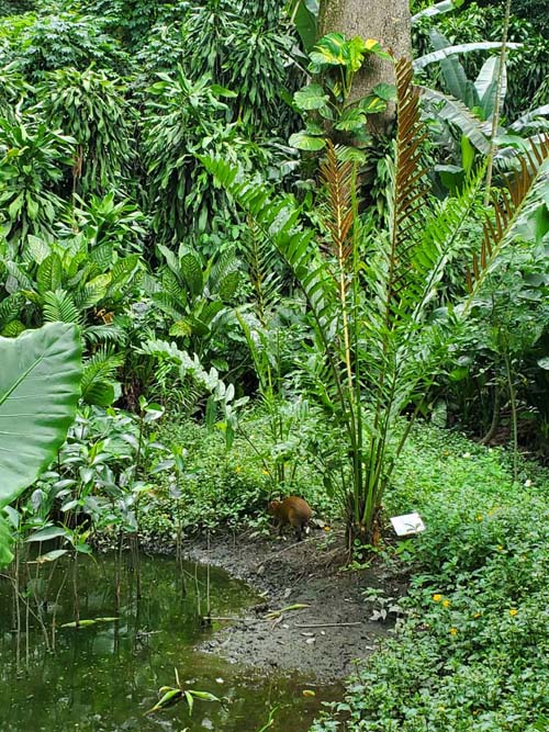 Cotuza, Jardín Botánico La Laguna, San Salvador, El Salvador, August 16, 2024