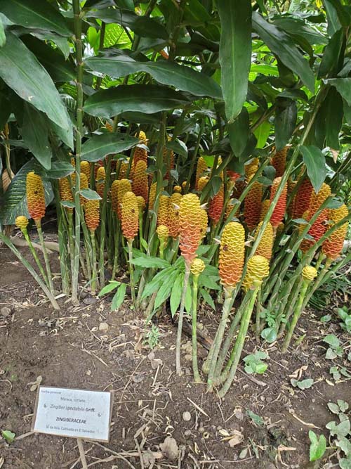 Zingiber, Jardín Botánico La Laguna, San Salvador, El Salvador, August 16, 2024