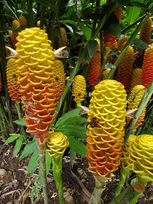 Zingiber, Jardín Botánico La Laguna, San Salvador, El Salvador, August 16, 2024