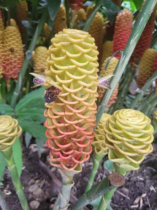 Zingiber, Jardín Botánico La Laguna, San Salvador, El Salvador, August 16, 2024