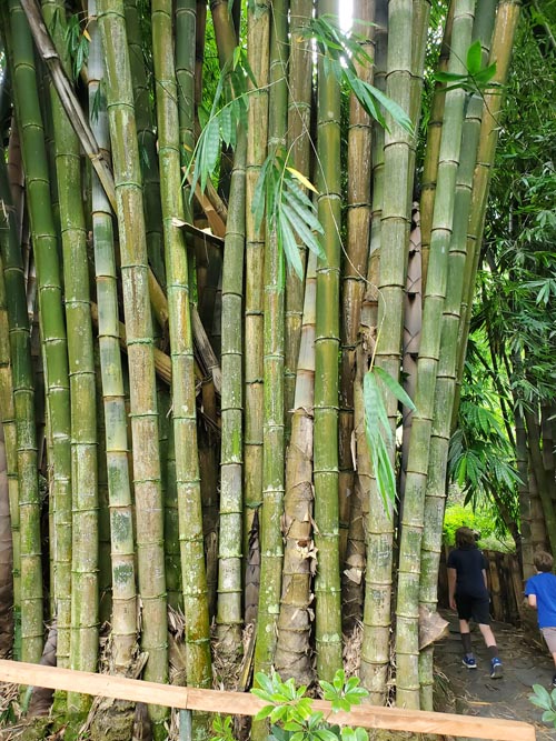 Bamboo, Jardín Botánico La Laguna, San Salvador, El Salvador, August 16, 2024