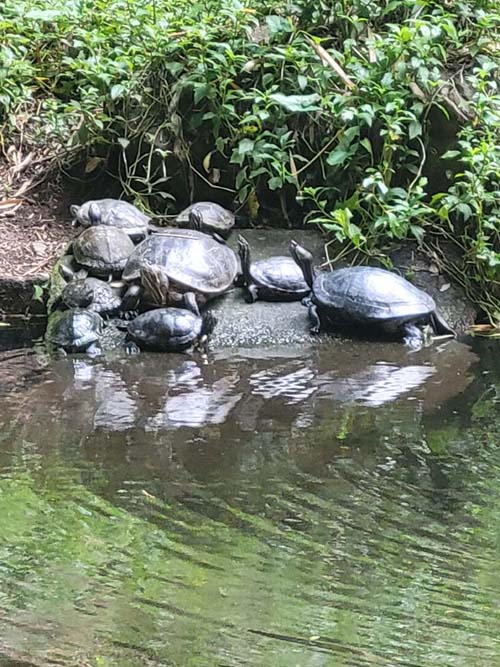 Turtles, Jardín Botánico La Laguna, San Salvador, El Salvador, August 16, 2024