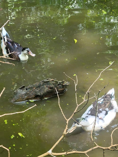 Ducks, Jardín Botánico La Laguna, San Salvador, El Salvador, August 16, 2024