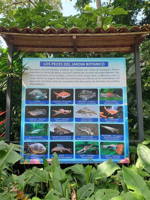 The Fish of Jardín Botánico La Laguna, San Salvador, El Salvador, August 16, 2024