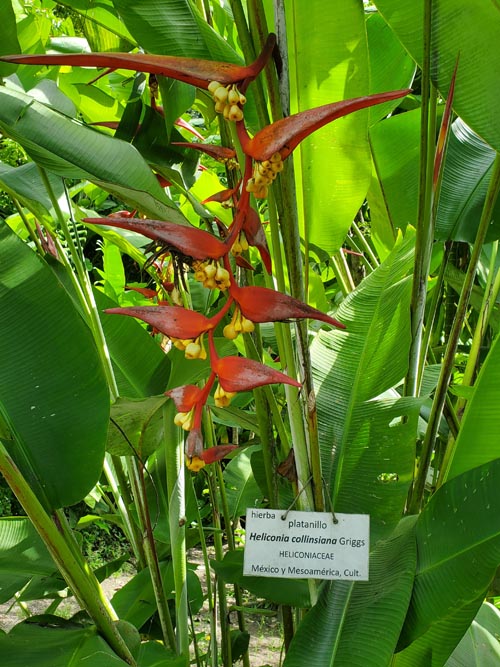 Heliconia, Jardín Botánico La Laguna, San Salvador, El Salvador, August 16, 2024