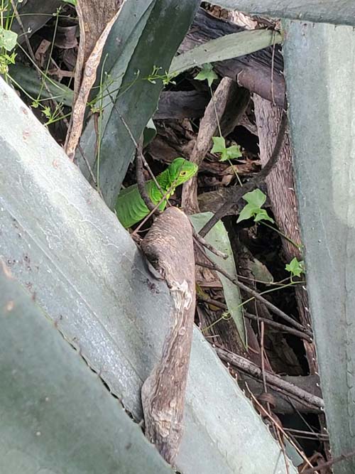 Iguana, Jardín Botánico La Laguna, San Salvador, El Salvador, August 16, 2024