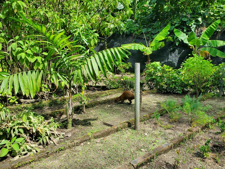 Cotuza, Jardín Botánico La Laguna, San Salvador, El Salvador, August 16, 2024