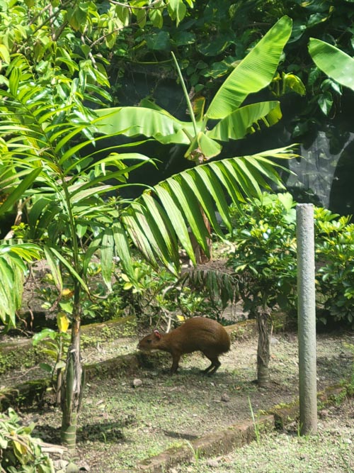 Cotuza, Jardín Botánico La Laguna, San Salvador, El Salvador, August 16, 2024