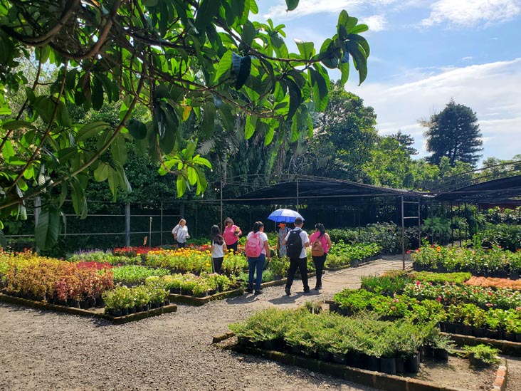 Nursery, Jardín Botánico La Laguna, San Salvador, El Salvador, August 16, 2024