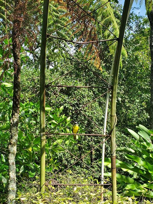 Chío, Jardín Botánico La Laguna, San Salvador, El Salvador, August 16, 2024