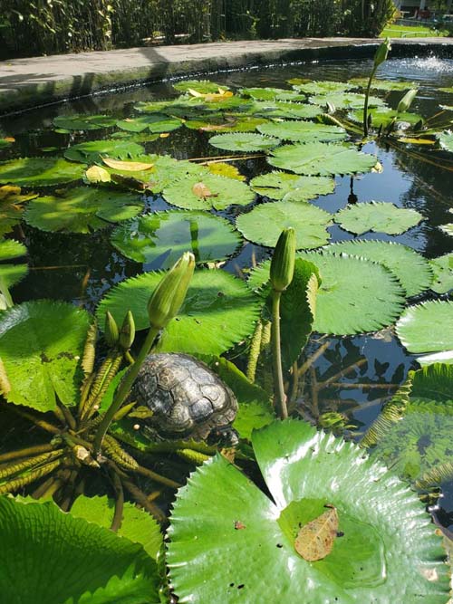 Turtle, Jardín Botánico La Laguna, San Salvador, El Salvador, August 16, 2024