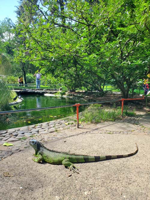 Iguana, Jardín Botánico La Laguna, San Salvador, El Salvador, August 16, 2024