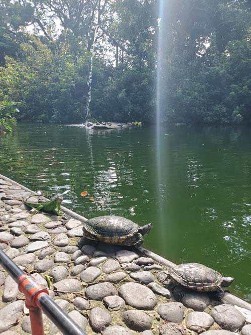 Turtles, Jardín Botánico La Laguna, San Salvador, El Salvador, August 16, 2024