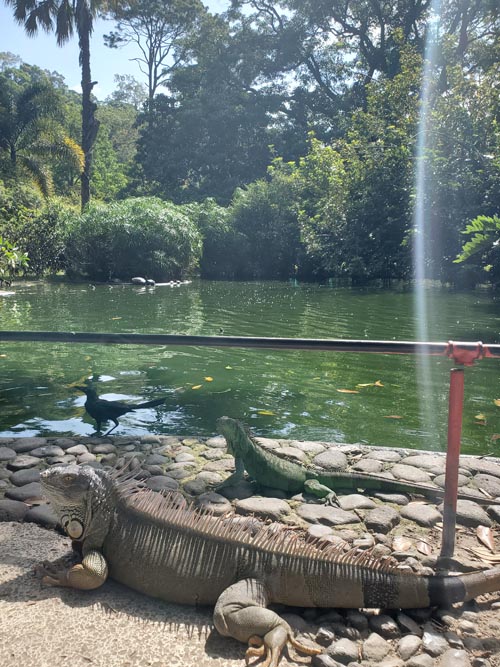 Iguanas, Jardín Botánico La Laguna, San Salvador, El Salvador, August 16, 2024