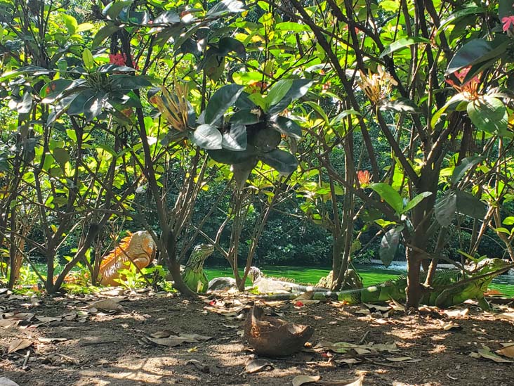 Iguanas, Jardín Botánico La Laguna, San Salvador, El Salvador, August 16, 2024