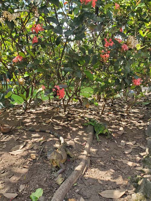 Iguanas, Jardín Botánico La Laguna, San Salvador, El Salvador, August 16, 2024