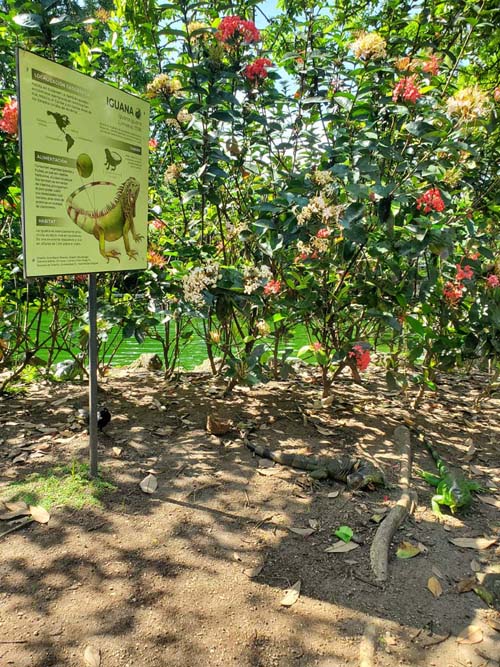 Iguanas, Jardín Botánico La Laguna, San Salvador, El Salvador, August 16, 2024