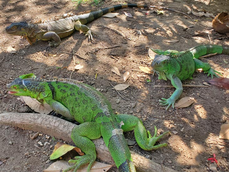 Iguanas, Jardín Botánico La Laguna, San Salvador, El Salvador, August 16, 2024