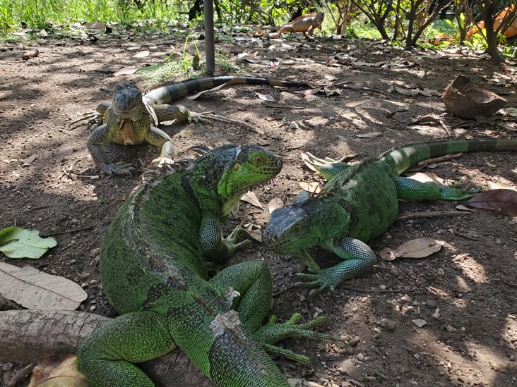 Iguanas, Jardín Botánico La Laguna, San Salvador, El Salvador, August 16, 2024