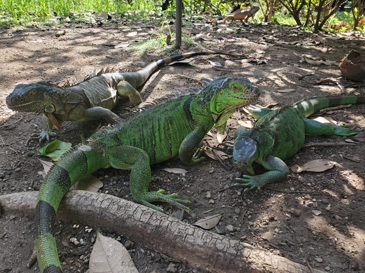 Iguanas, Jardín Botánico La Laguna, San Salvador, El Salvador, August 16, 2024