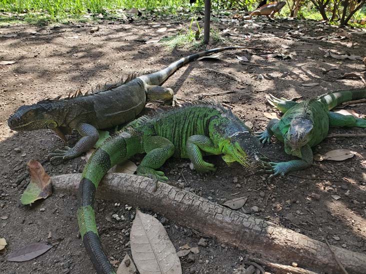 Iguanas, Jardín Botánico La Laguna, San Salvador, El Salvador, August 16, 2024