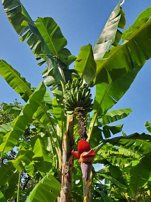 Banana Tree, Jardín Botánico La Laguna, San Salvador, El Salvador, August 16, 2024