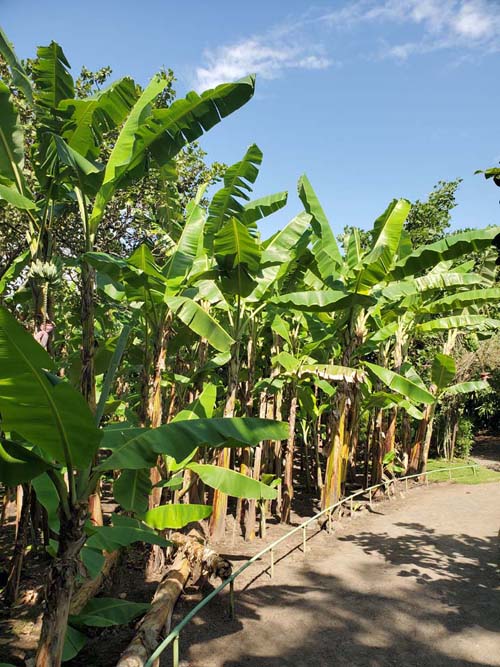 Banana Trees, Jardín Botánico La Laguna, San Salvador, El Salvador, August 16, 2024